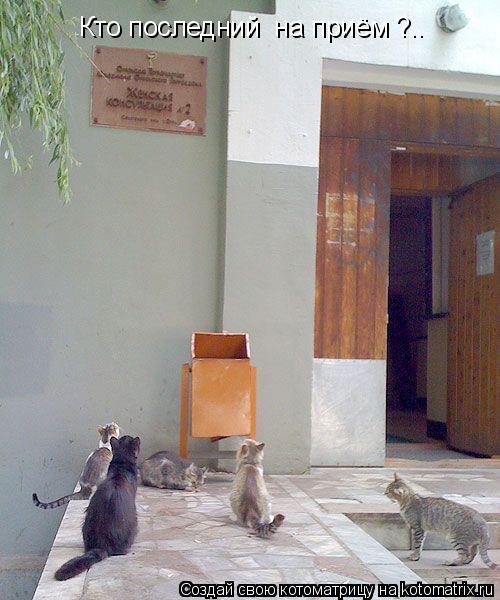 Кто последний на приём ?..... Котоматрица: Кто последний на приём ?..
