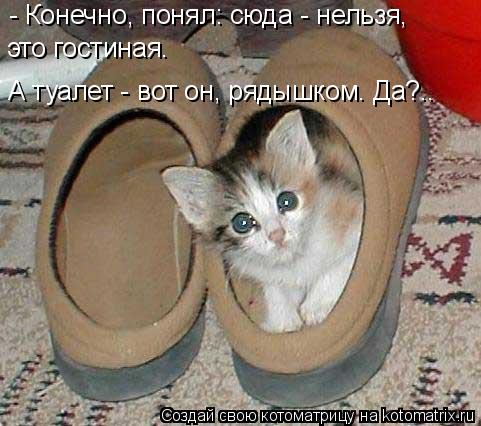 - Конечно, понял: сюда - нельзя, это гостиная. А туалет - вот он, рядышком. Да?..... Котоматрица: - Конечно, понял: сюда - нельзя, это гостиная. А туалет - вот он, рядышком. Да?..