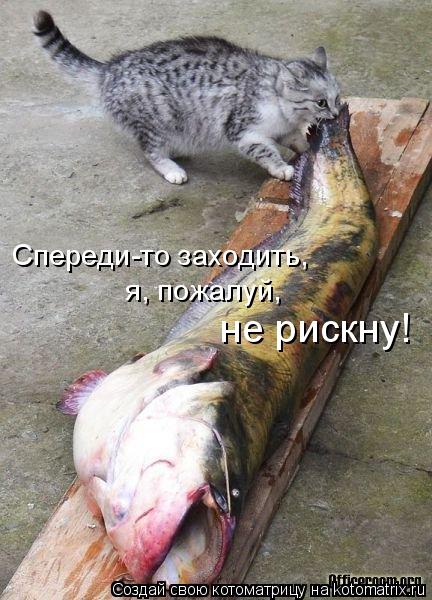 Спереди-то заходить, я, пожалуй, не рискну!... Котоматрица: Спереди-то заходить, я, пожалуй, не рискну!