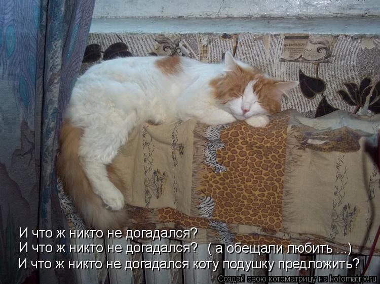 И что ж никто не догадался? И что ж никто не догадался коту подушку предложить? И что ж никто не дога... Котоматрица: И что ж никто не догадался? И что ж никто не догадался коту подушку предложить? И что ж никто не догадался коту подушку предложить? И что ж ни