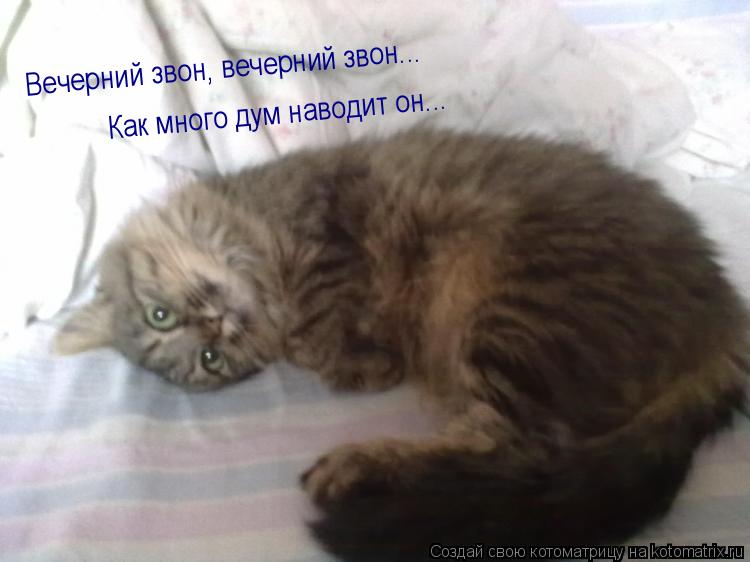 Вечерний звон, вечерний звон... Как много дум наводит он...... Котоматрица: Вечерний звон, вечерний звон... Как много дум наводит он...