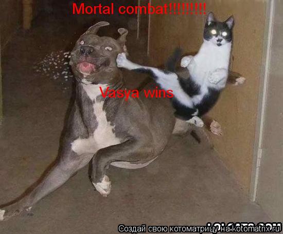 Mortal combat!!!!!!!!! Vasya wins... Котоматрица: Mortal combat!!!!!!!!! Vasya wins