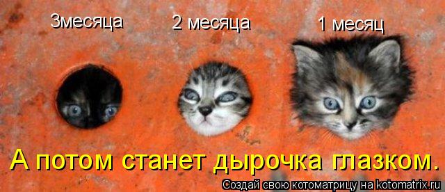 1 месяц 2 месяца 3месяца А потом станет дырочка глазком.... Котоматрица: 1 месяц 2 месяца 3месяца А потом станет дырочка глазком.