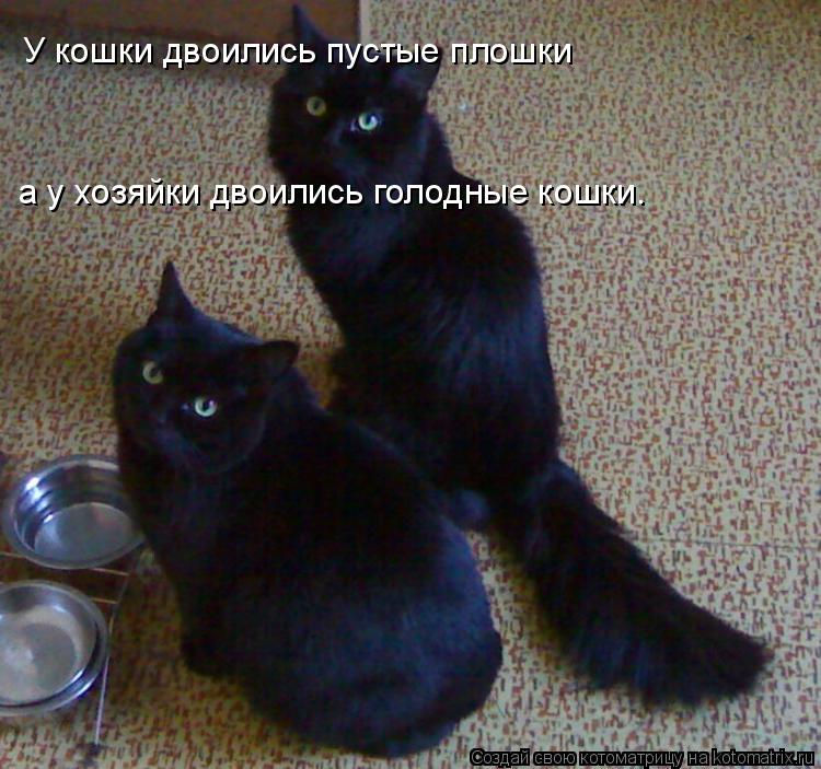 Котоматрица: У кошки двоились пустые плошки а у хозяйки двоились голодные кошки.
