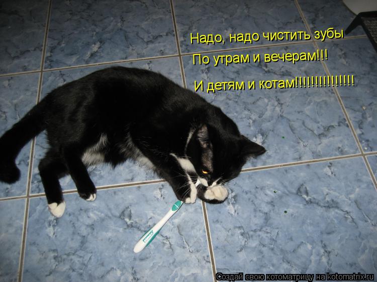 Надо, надо чистить зубы По утрам и вечерам!!! И детям и котам!!!!!!!!!!!!!!!... Котоматрица: Надо, надо чистить зубы По утрам и вечерам!!! И детям и котам!!!!!!!!!!!!!!!