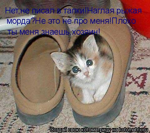 Нет,не писал в тапки!Наглая рыжая морда?Не это не про меня!Плохо ты меня знаешь,хозяин!... Котоматрица: Нет,не писал в тапки!Наглая рыжая морда?Не это не про меня!Плохо ты меня знаешь,хозяин!