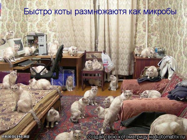Быстро коты размножаютя как микробы... Котоматрица: Быстро коты размножаютя как микробы