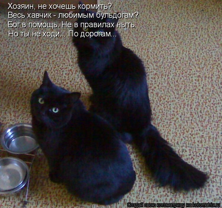 Котоматрица: Хозяин, не хочешь кормить? Весь хавчик - любимым бульдогам? Бог в помощь. Не в правилах ныть. Но ты не ходи... По дорогам...