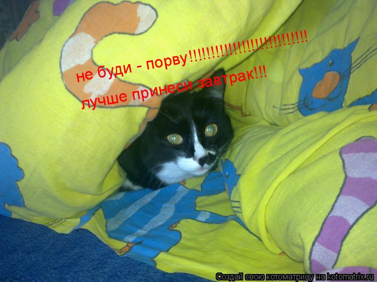 не буди - порву!!!!!!!!!!!!!!!!!!!!!!!!!!! лучше принеси завтрак!!!... Котоматрица: не буди - порву!!!!!!!!!!!!!!!!!!!!!!!!!!! лучше принеси завтрак!!!