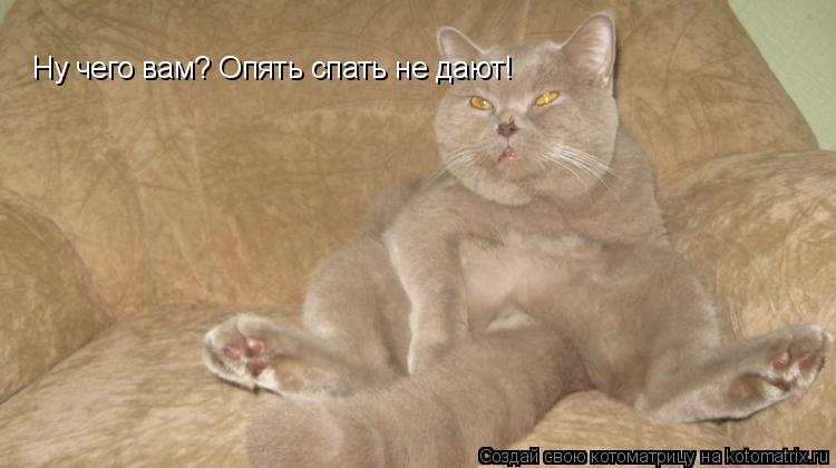Ну чего вам? Опять спать не дают!... Котоматрица: Ну чего вам? Опять спать не дают!