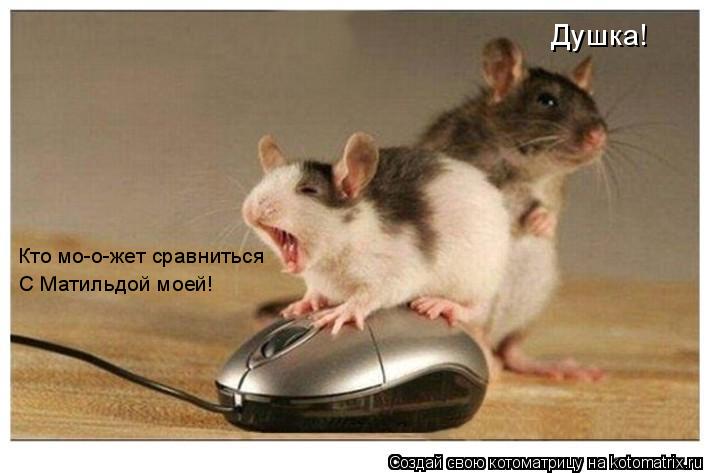 Кто мо-о-жет сравниться С Матильдой моей! Душка!... Котоматрица: Кто мо-о-жет сравниться С Матильдой моей! Душка!