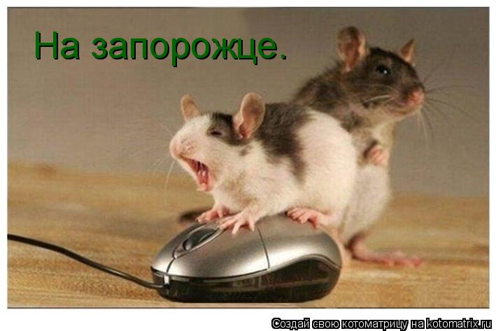 На запорожце.... Котоматрица: На запорожце.