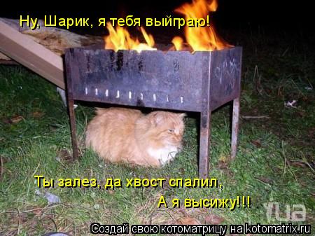 Ты залез, да хвост спалил, А я высижу!!! Ну, Шарик, я тебя выйграю!... Котоматрица: Ты залез, да хвост спалил, А я высижу!!! Ну, Шарик, я тебя выйграю!