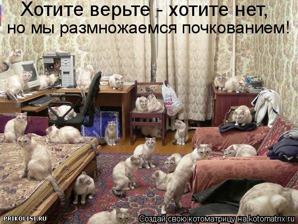 Хотите верьте - хотите нет, но мы размножаемся почкованием!... Котоматрица: Хотите верьте - хотите нет, но мы размножаемся почкованием!