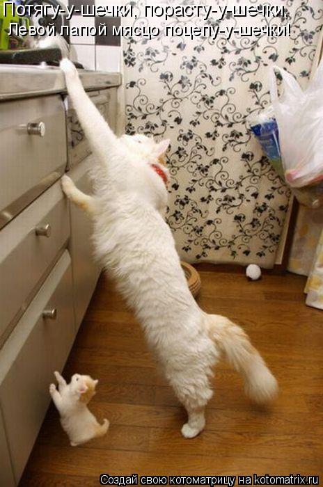 Потягу-у-шечки, порасту-у-шечки, Левой лапой мясцо поцепу-у-шечки! Потягу-у-шечки, порасту-у-шечки,... Котоматрица: Потягу-у-шечки, порасту-у-шечки, Левой лапой мясцо поцепу-у-шечки! Потягу-у-шечки, порасту-у-шечки,