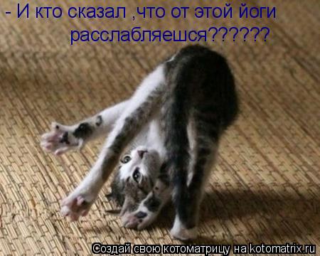 - И кто сказал ,что от этой йоги расслабляешся??????... Котоматрица: - И кто сказал ,что от этой йоги расслабляешся??????