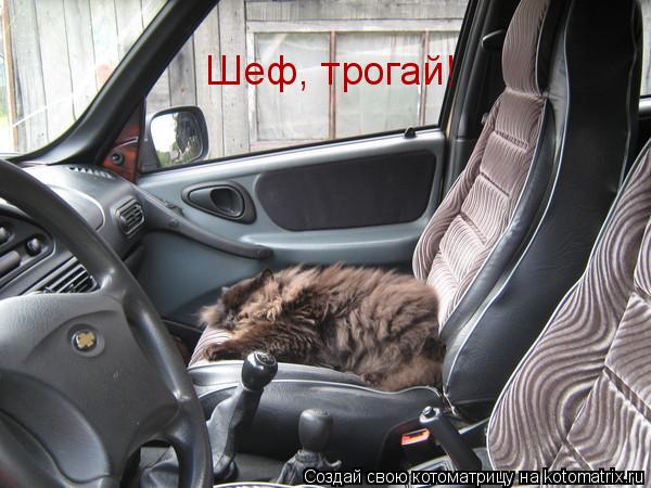 Шеф, трогай!... Котоматрица: Шеф, трогай!