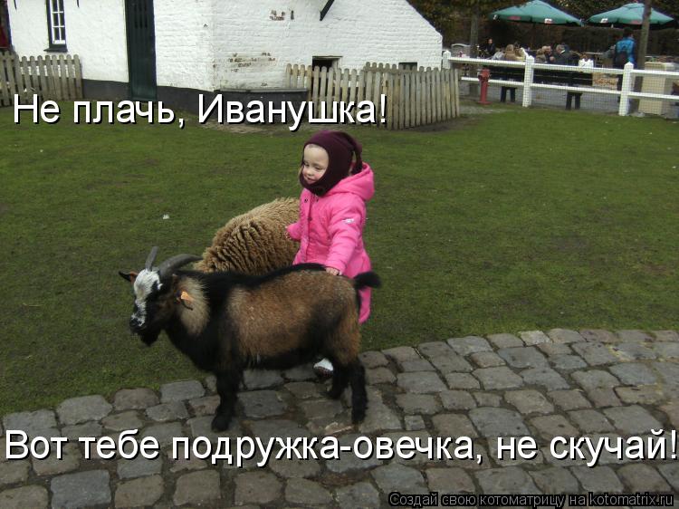 Не плачь, Иванушка! Вот тебе подружка-овечка, не скучай!... Котоматрица: Не плачь, Иванушка! Вот тебе подружка-овечка, не скучай!