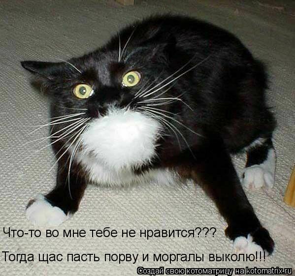 Что-то во мне тебе не нравится??? Тогда щас пасть порву и моргалы выколю!!!... Котоматрица: Что-то во мне тебе не нравится??? Тогда щас пасть порву и моргалы выколю!!!