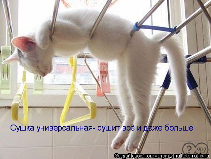 Сушка универсальная- сушит всё и даже больше Сушка универсальная- сушит всё и даже больше... Котоматрица: Сушка универсальная- сушит всё и даже больше Сушка универсальная- сушит всё и даже больше
