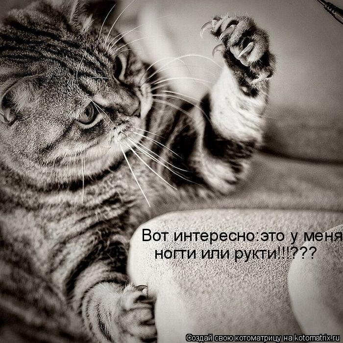 Вот интересно:это у меня ногти или рукти!!!???... Котоматрица: Вот интересно:это у меня ногти или рукти!!!???