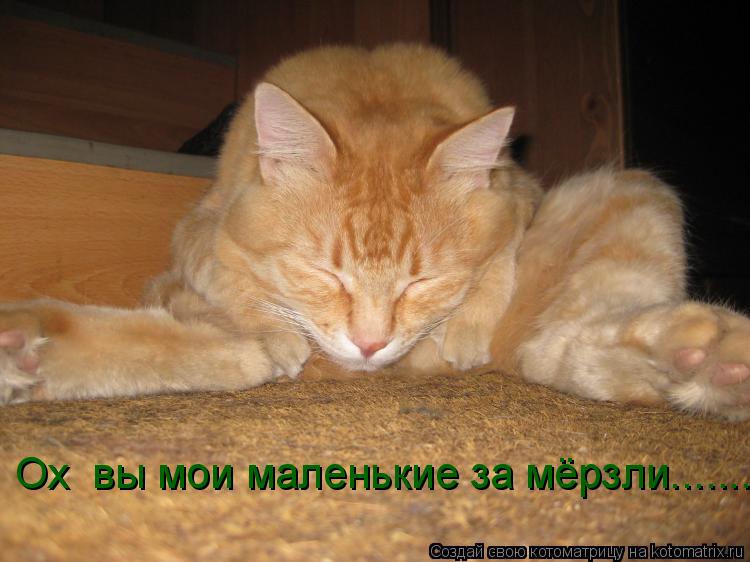 Ох вы мои маленькие за мёрзли......................... Котоматрица: Ох вы мои маленькие за мёрзли......................