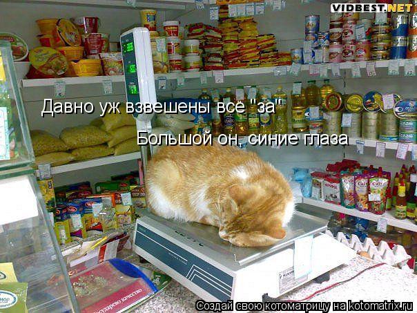 Давно уж взвешены все "за" Большой он, синие глаза... Котоматрица: Давно уж взвешены все "за" Большой он, синие глаза