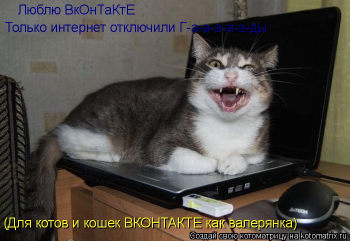 Люблю ВкОнТаКтЕ (Для котов и кошек ВКОНТАКТЕ как валерянка) Только интернет отключили Г-а-а-а-а-а-ды... Котоматрица: Люблю ВкОнТаКтЕ (Для котов и кошек ВКОНТАКТЕ как валерянка) Только интернет отключили Г-а-а-а-а-а-ды