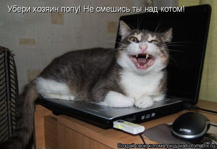 Котоматрица: Убери хозяин попу! Не смешись ты над котом!