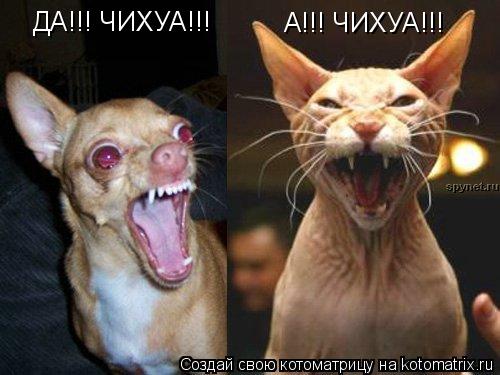 А!!! ЧИХУА!!! ДА!!! ЧИХУА!!!... Котоматрица: А!!! ЧИХУА!!! ДА!!! ЧИХУА!!!