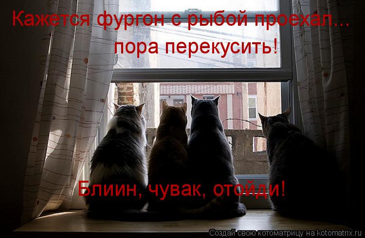 Кажется фургон с рыбой проехал... пора перекусить! Блиин, чувак, отойди!... Котоматрица: Кажется фургон с рыбой проехал... пора перекусить! Блиин, чувак, отойди!