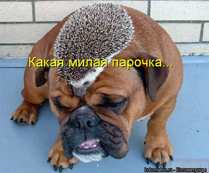 Какая милая парочка...... Котоматрица: Какая милая парочка...