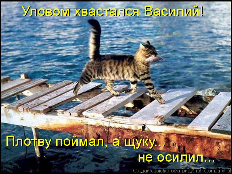 Уловом хвастался Василий! Плотву поймал, а щуку... не осилил...... Котоматрица: Уловом хвастался Василий! Плотву поймал, а щуку... не осилил...