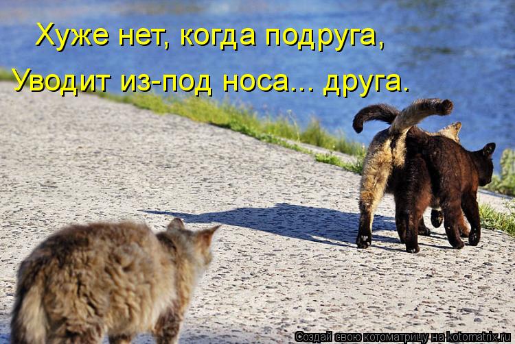 Хуже нет, когда подруга, Уводит из-под носа... друга.... Котоматрица: Хуже нет, когда подруга, Уводит из-под носа... друга.