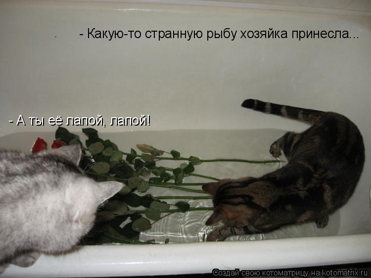 Котоматрица: - Какую-то странную рыбу хозяйка принесла... - А ты её лапой, лапой!