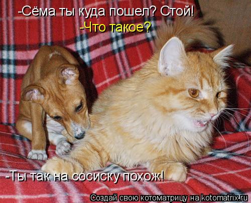 Котоматрица: -Сёма ты куда пошел? Стой! -Что такое? -Ты так на сосиску похож!