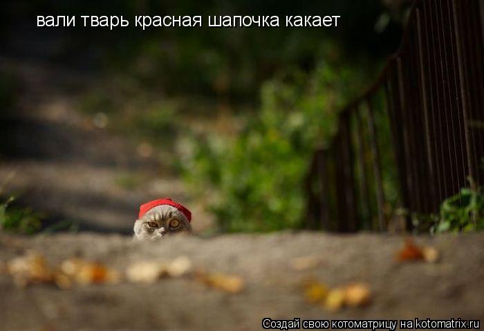 Котоматрица: вали тварь красная шапочка какает