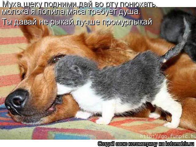 Котоматрица: Муха,щеку подними,дай во рту понюхать, молока я попила,мяса требует душа. Ты давай не рыкай,лучше промурлыкай
