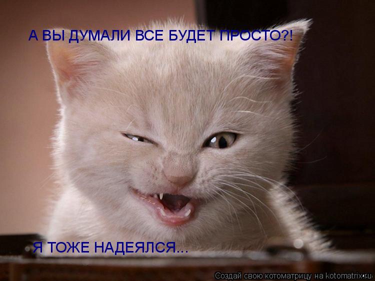 А ВЫ ДУМАЛИ ВСЕ БУДЕТ ПРОСТО?! Я ТОЖЕ НАДЕЯЛСЯ...... Котоматрица: А ВЫ ДУМАЛИ ВСЕ БУДЕТ ПРОСТО?! Я ТОЖЕ НАДЕЯЛСЯ...
