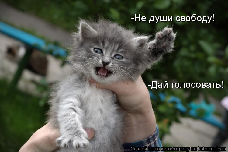 -Не души свободу! -Дай голосовать!... Котоматрица: -Не души свободу! -Дай голосовать!