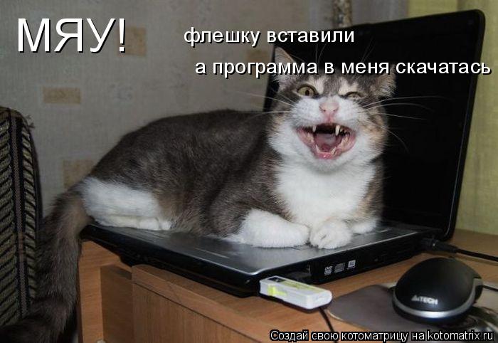 МЯУ! флешку вставили а программа в меня скачатась... Котоматрица: МЯУ! флешку вставили а программа в меня скачатась
