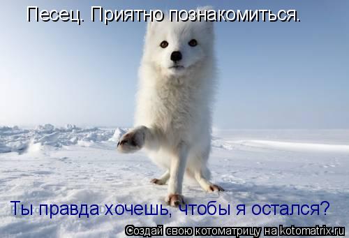 Песец. Приятно познакомиться. Ты правда хочешь, чтобы я остался?... Котоматрица: Песец. Приятно познакомиться. Ты правда хочешь, чтобы я остался?