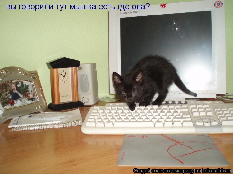 вы говорили тут мышка есть.где она?... Котоматрица: вы говорили тут мышка есть.где она?