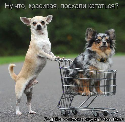 Ну что, красивая, поехали кататься?... Котоматрица: Ну что, красивая, поехали кататься?