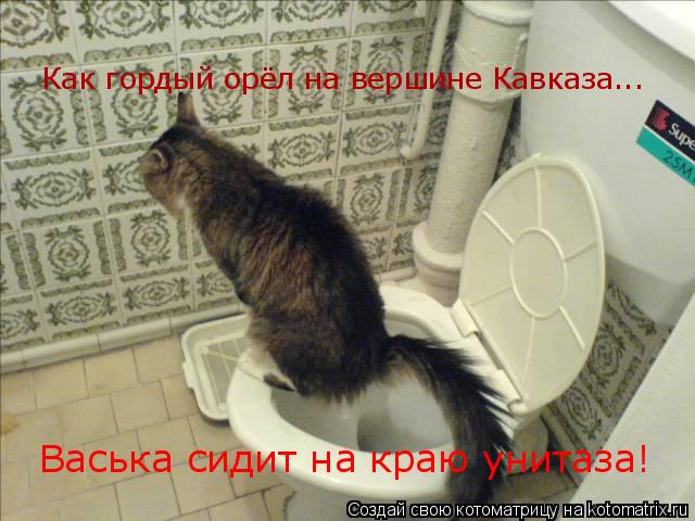 Как гордый орёл на вершине Кавказа... Васька сидит на краю унитаза!... Котоматрица: Как гордый орёл на вершине Кавказа... Васька сидит на краю унитаза!