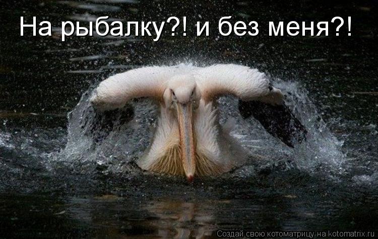 На рыбалку?! и без меня?!... Котоматрица: На рыбалку?! и без меня?!