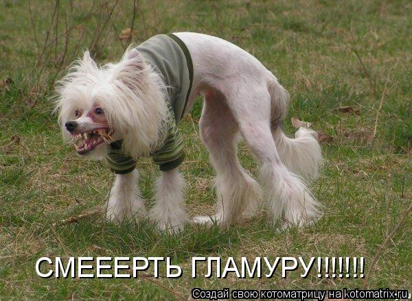 СМЕЕЕРТЬ ГЛАМУРУ!!!!!!!... Котоматрица: СМЕЕЕРТЬ ГЛАМУРУ!!!!!!!