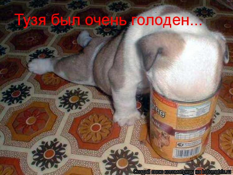 Тузя был очень голоден...... Котоматрица: Тузя был очень голоден...