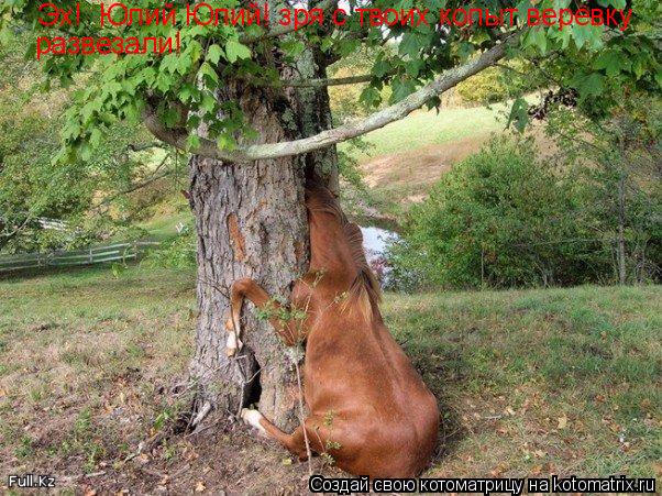 Эх! Юлий Юлий! зря с твоих копыт верёвку развезали!... Котоматрица: Эх! Юлий Юлий! зря с твоих копыт верёвку развезали!