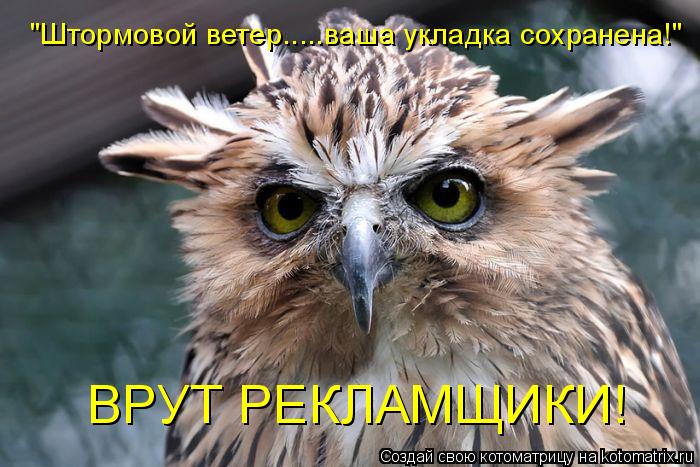 "Штормовой ветер.....ваша укладка сохранена!" ВРУТ РЕКЛАМЩИКИ!... Котоматрица: "Штормовой ветер.....ваша укладка сохранена!" ВРУТ РЕКЛАМЩИКИ!